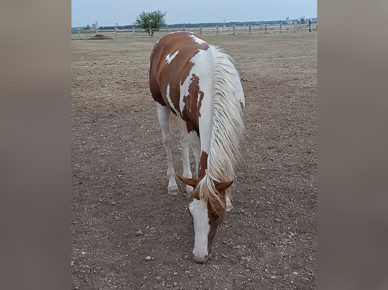 American Paint Horse Semental 1 año Tobiano-todas las-capas in Theresienfeld