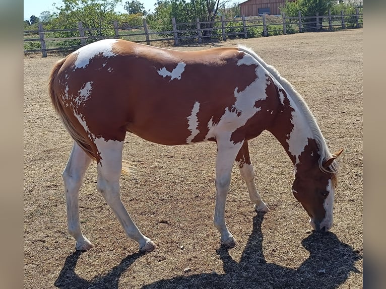 American Paint Horse Semental 1 año Tobiano-todas las-capas in Theresienfeld