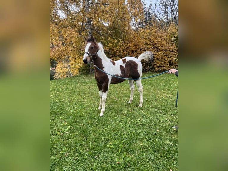 American Paint Horse Semental 1 año Tobiano-todas las-capas in Kirchberg in Tirol