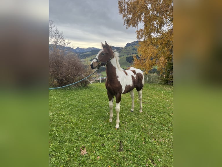 American Paint Horse Semental 1 año Tobiano-todas las-capas in Kirchberg in Tirol