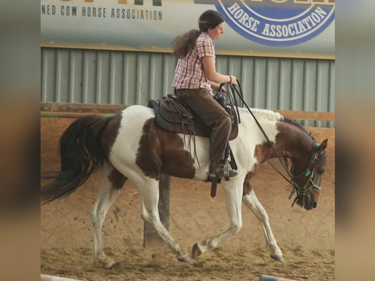 American Paint Horse Mestizo Semental 2 años 135 cm Alazán in Příbram