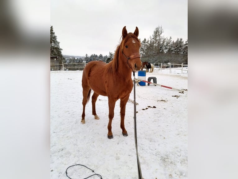 American Paint Horse Mestizo Semental 2 años 135 cm Alazán in Příbram