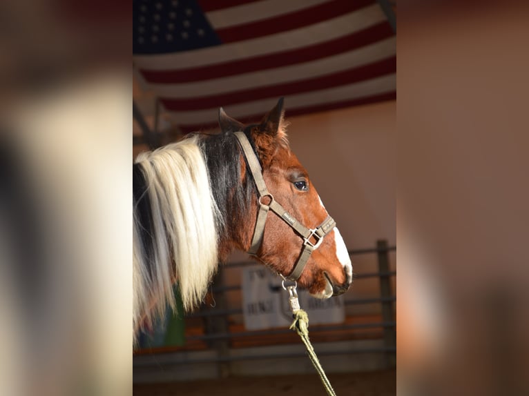 American Paint Horse Semental 2 años 141 cm Tobiano-todas las-capas in Mechelroda