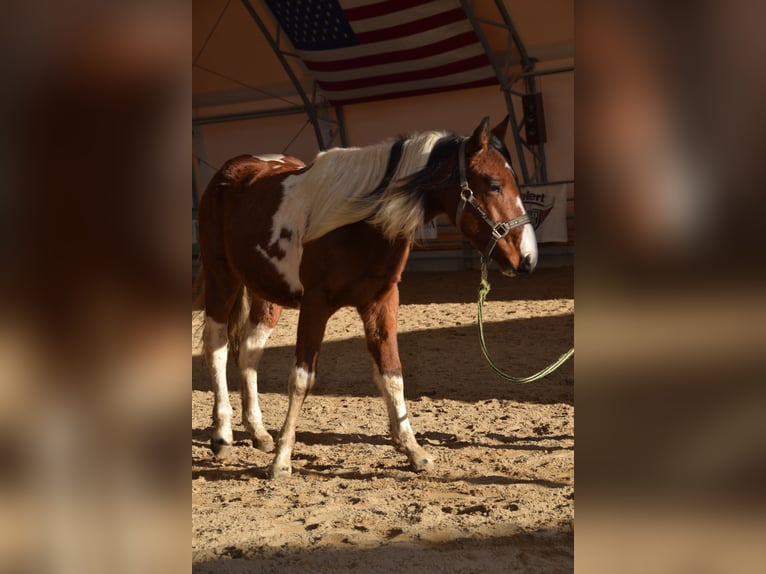 American Paint Horse Semental 2 años 141 cm Tobiano-todas las-capas in Mechelroda