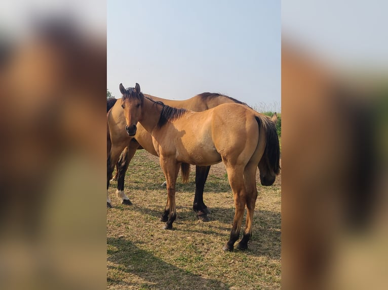American Paint Horse Semental 2 años 142 cm Buckskin/Bayo in Massiac