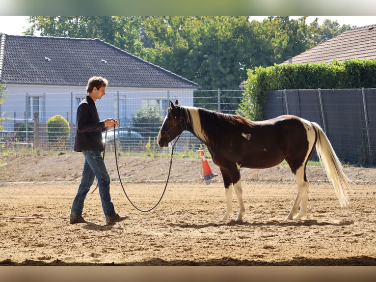 American Paint Horse Semental 2 años 143 cm Tobiano-todas las-capas in La porte du der