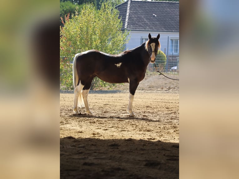 American Paint Horse Semental 2 años 143 cm Tobiano-todas las-capas in La porte du der