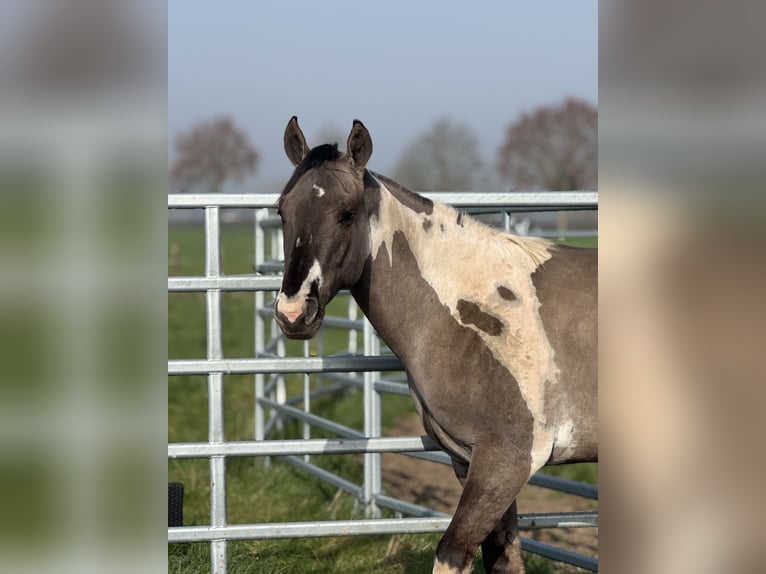 American Paint Horse Semental 2 años 147 cm Tobiano-todas las-capas in Sint-Gillis-Waas