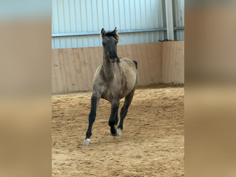 American Paint Horse Semental 2 años 150 cm Grullo in Izsák