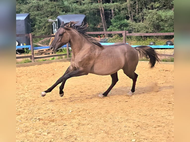 American Paint Horse Semental 2 años 150 cm Grullo in Izsák