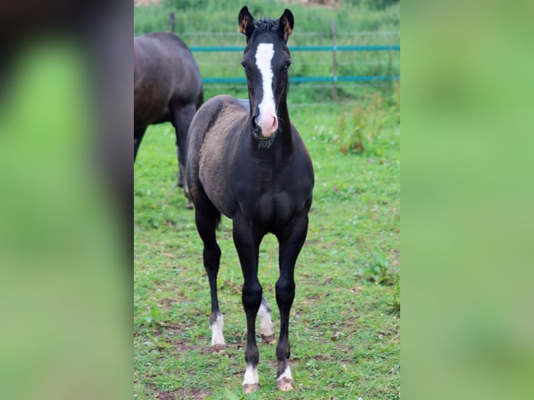 American Paint Horse Semental 2 años 150 cm Negro in Hellenthal