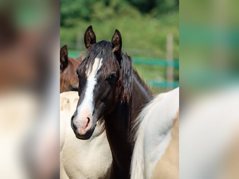 American Paint Horse Semental 2 años 150 cm Negro in Hellenthal