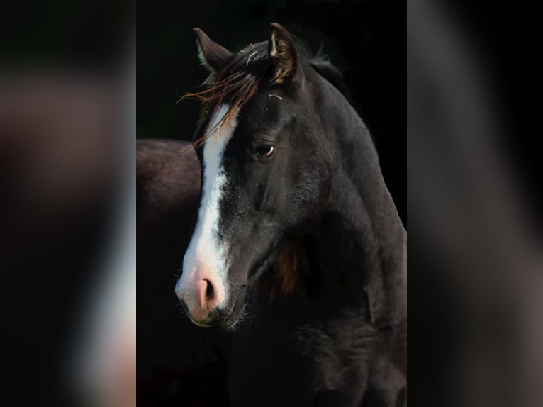 American Paint Horse Semental 2 años 150 cm Negro in Hellenthal