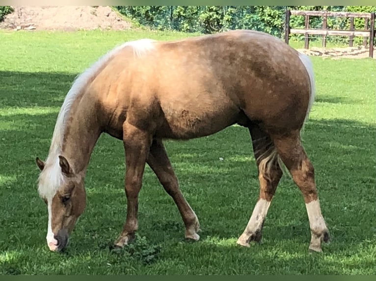 American Paint Horse Semental 2 años 150 cm Palomino in Sint Anthonis