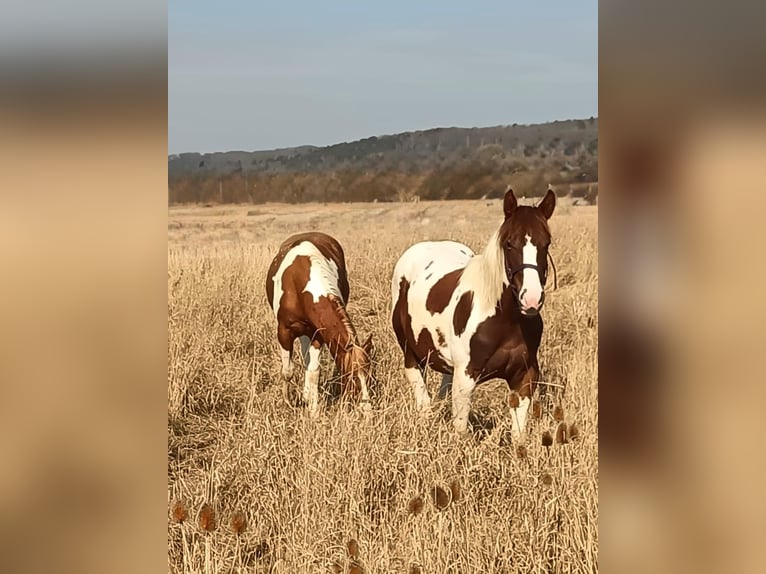 American Paint Horse Semental 2 años 150 cm Tobiano-todas las-capas in Bad Frankenhausen