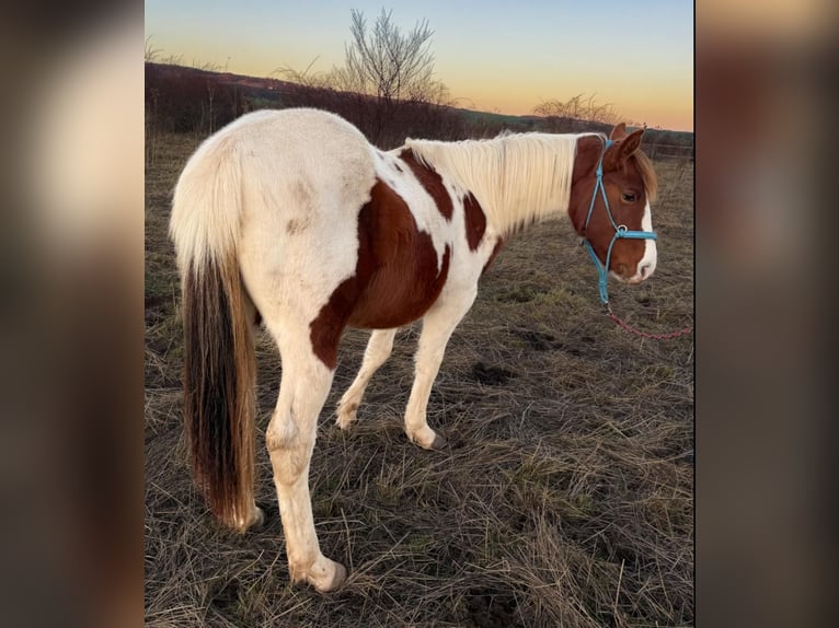 American Paint Horse Semental 2 años 150 cm Tobiano-todas las-capas in Bad Frankenhausen