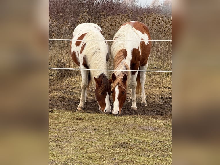 American Paint Horse Semental 2 años 150 cm Tobiano-todas las-capas in Bad Frankenhausen