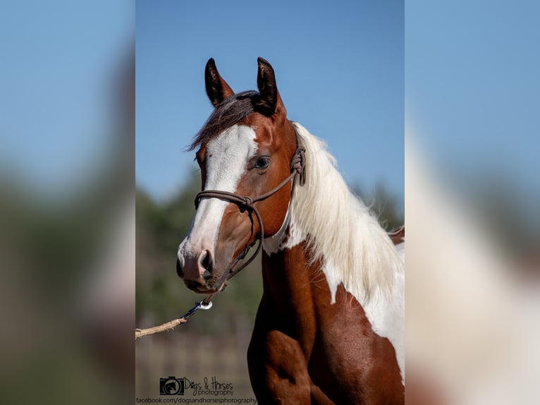 American Paint Horse Semental 2 años 151 cm Tobiano-todas las-capas in Izsák