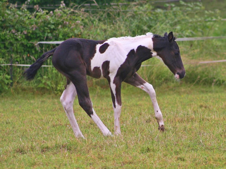 American Paint Horse Semental 2 años 152 cm Negro in Düsseldorf