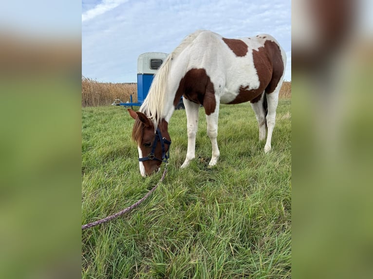 American Paint Horse Semental 2 años 152 cm Tobiano-todas las-capas in Rottleben