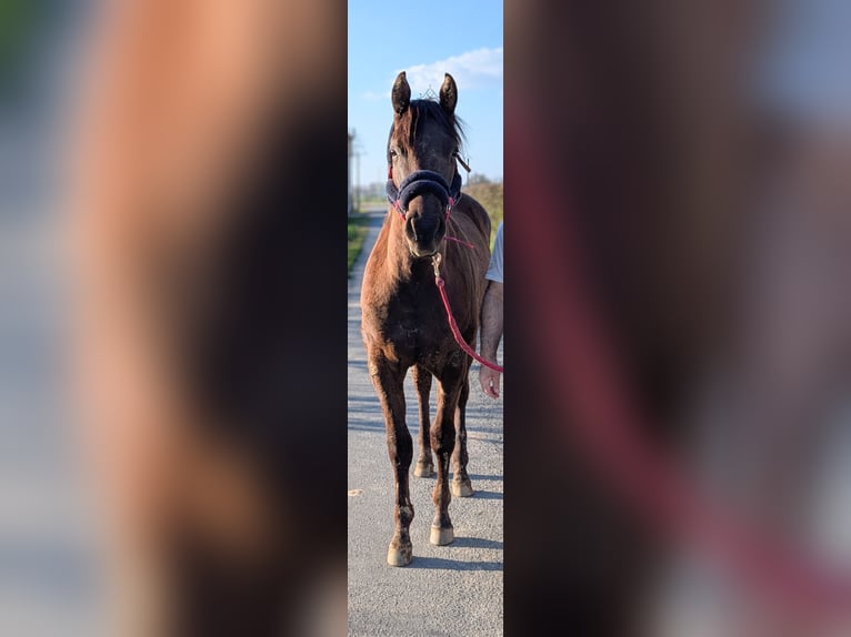 American Paint Horse Semental 2 años 155 cm Negro in Valence d'albigeois