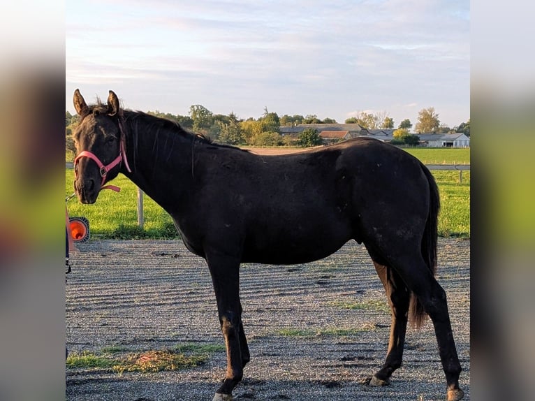 American Paint Horse Semental 2 años 155 cm Negro in Valence d'albigeois