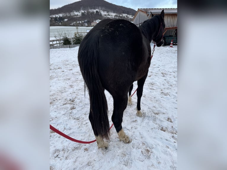 American Paint Horse Semental 2 años 160 cm Castaño in Kaltennordheim