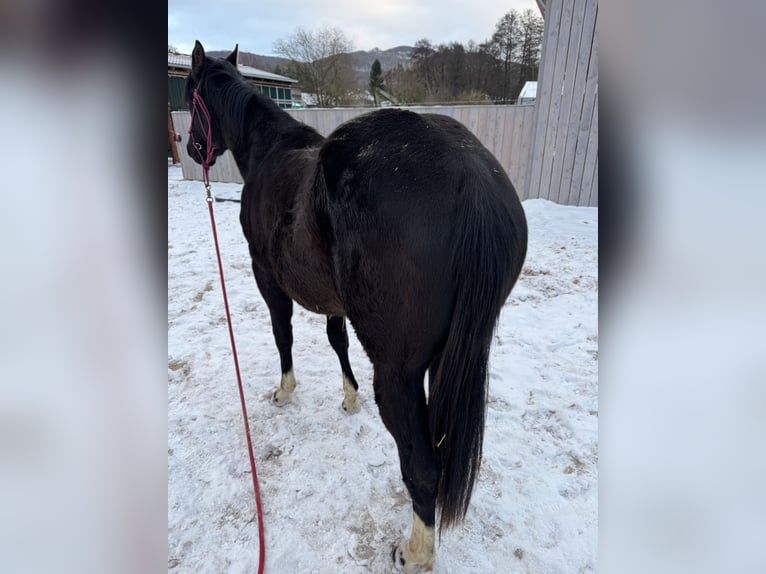 American Paint Horse Semental 2 años 160 cm Castaño in Kaltennordheim