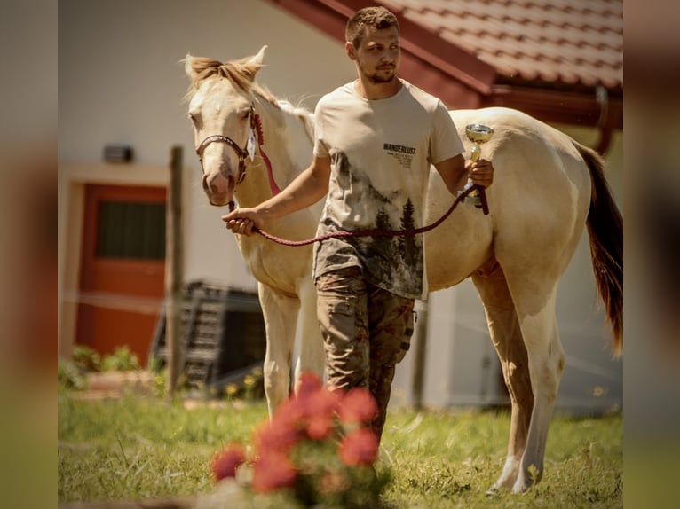 American Paint Horse Semental 2 años Champán in Oravska poruba