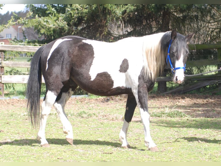 American Paint Horse Semental 3 años 130 cm Pío in Finsterwalde