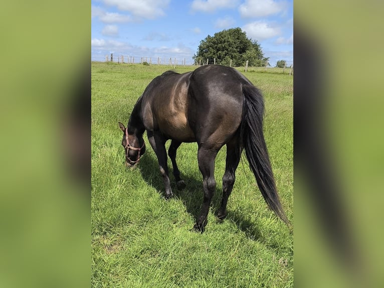 American Paint Horse Semental 3 años 147 cm Castaño oscuro in Bastogne