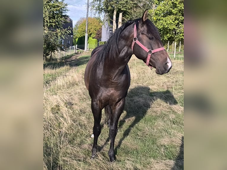 American Paint Horse Semental 3 años 147 cm Castaño oscuro in Bastogne
