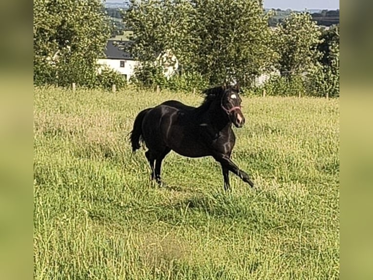 American Paint Horse Semental 3 años 147 cm Castaño oscuro in Bastogne