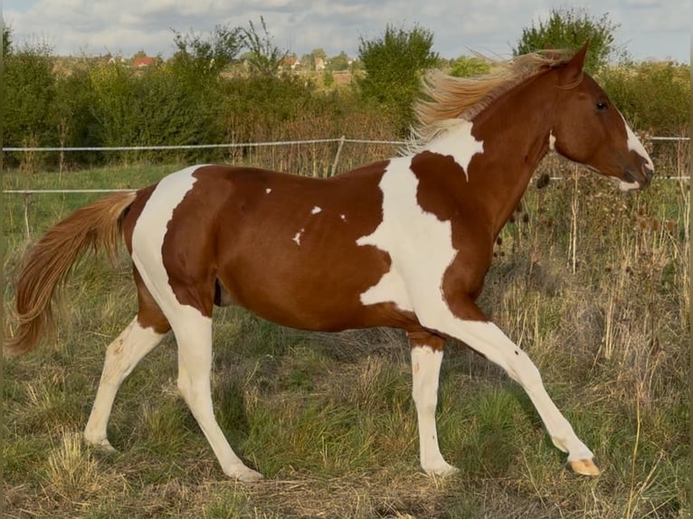 American Paint Horse Semental 3 años 148 cm Alazán in Bad Frankenhausen
