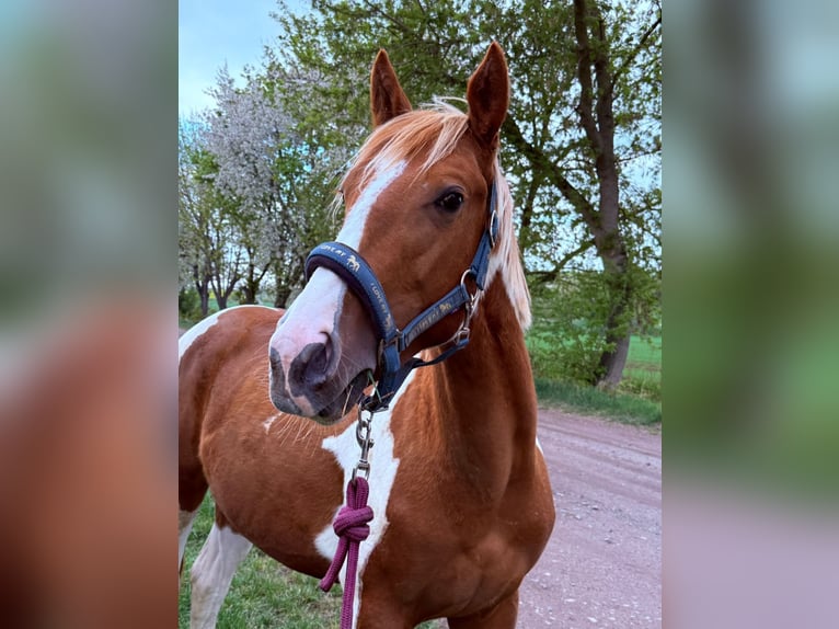 American Paint Horse Semental 3 años 148 cm Alazán in Bad Frankenhausen