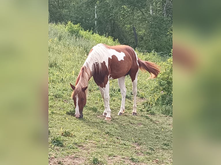 American Paint Horse Semental 3 años 148 cm Alazán in Bad Frankenhausen