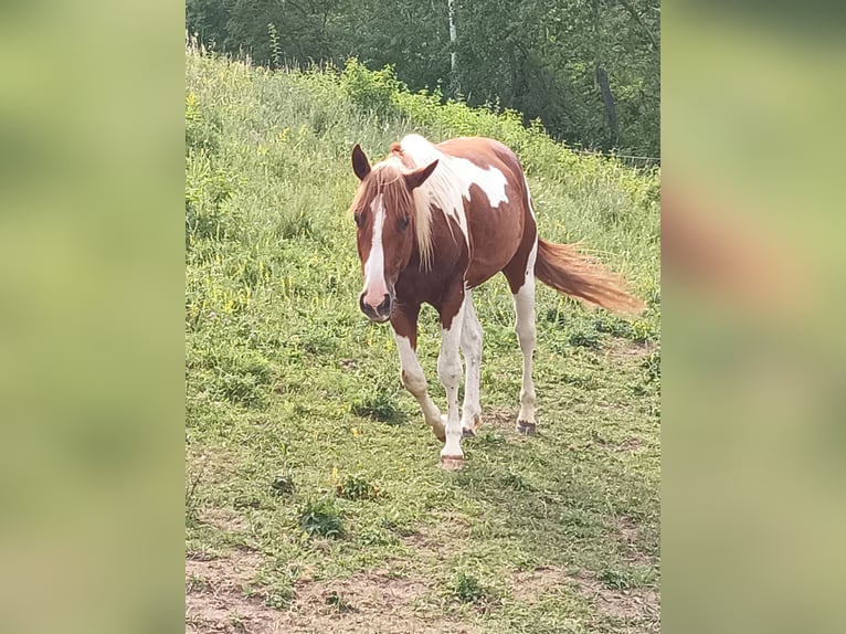 American Paint Horse Semental 3 años 148 cm Alazán in Bad Frankenhausen