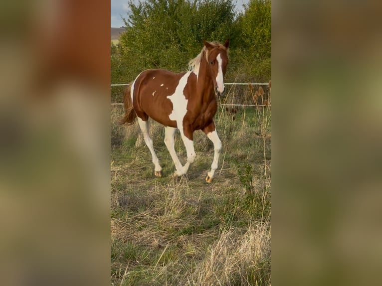 American Paint Horse Semental 3 años 148 cm Alazán in Bad Frankenhausen