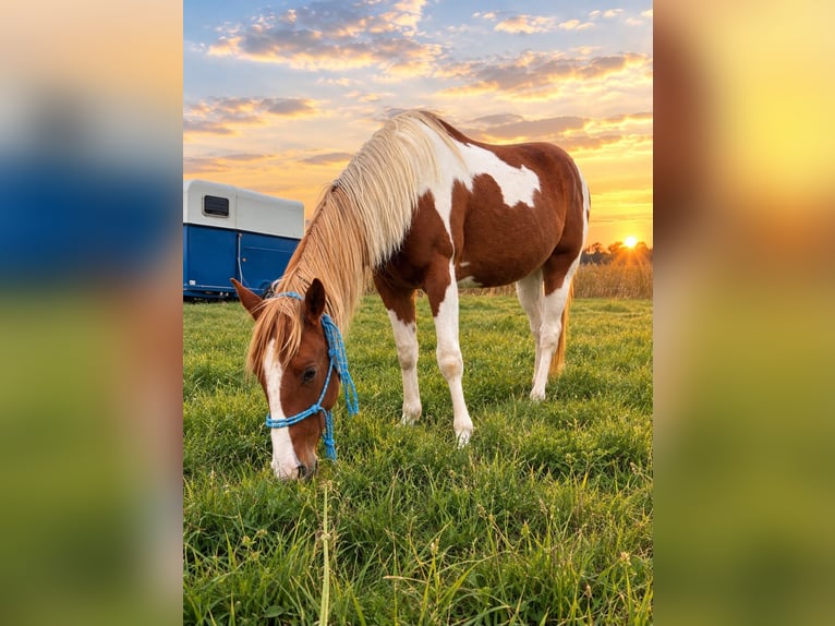 American Paint Horse Semental 3 años 150 cm Alazán in Bad Frankenhausen