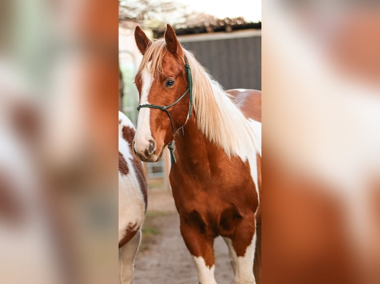 American Paint Horse Semental 3 años 150 cm Alazán in Bad Frankenhausen