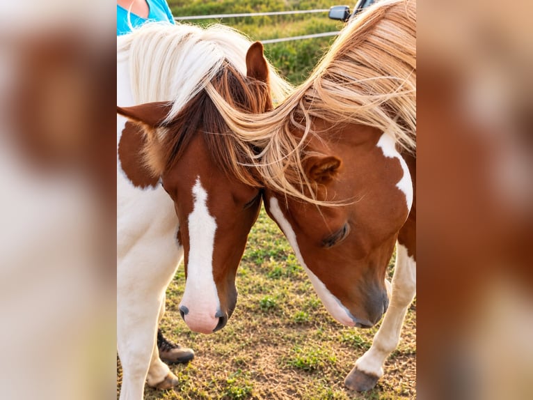 American Paint Horse Semental 3 años 150 cm Alazán in Bad Frankenhausen