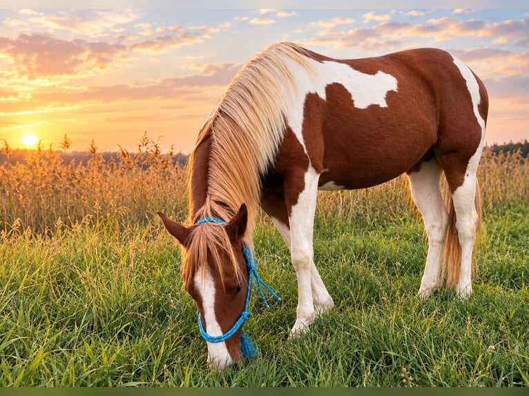 American Paint Horse Semental 3 años 150 cm Alazán in Bad Frankenhausen