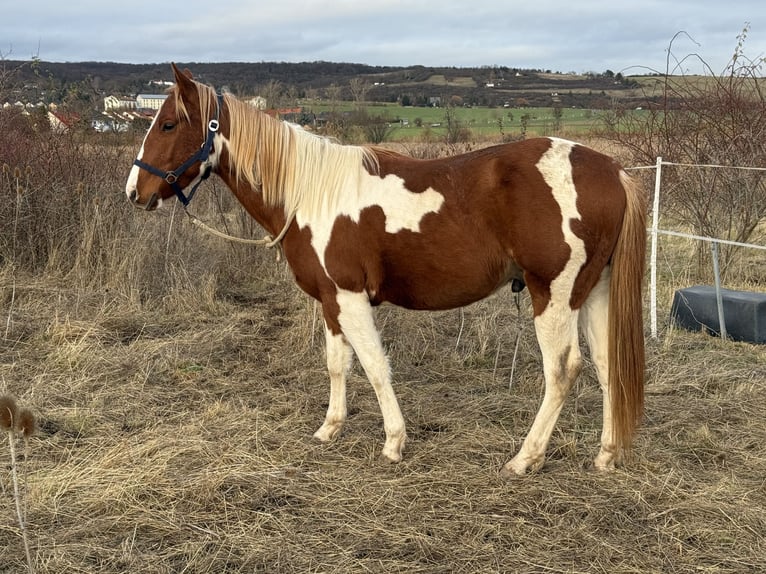 American Paint Horse Semental 3 años 150 cm Tobiano-todas las-capas in Rottleben