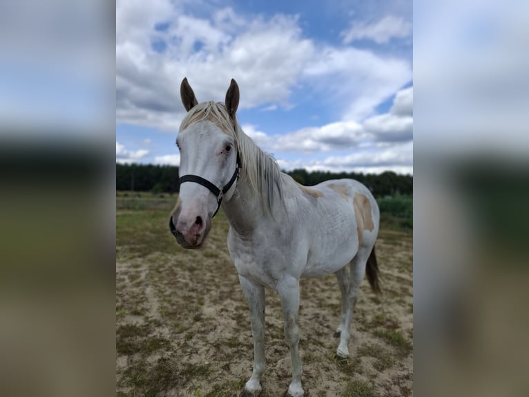 American Paint Horse Semental 3 años 155 cm Tobiano-todas las-capas in Kuhlenfeld