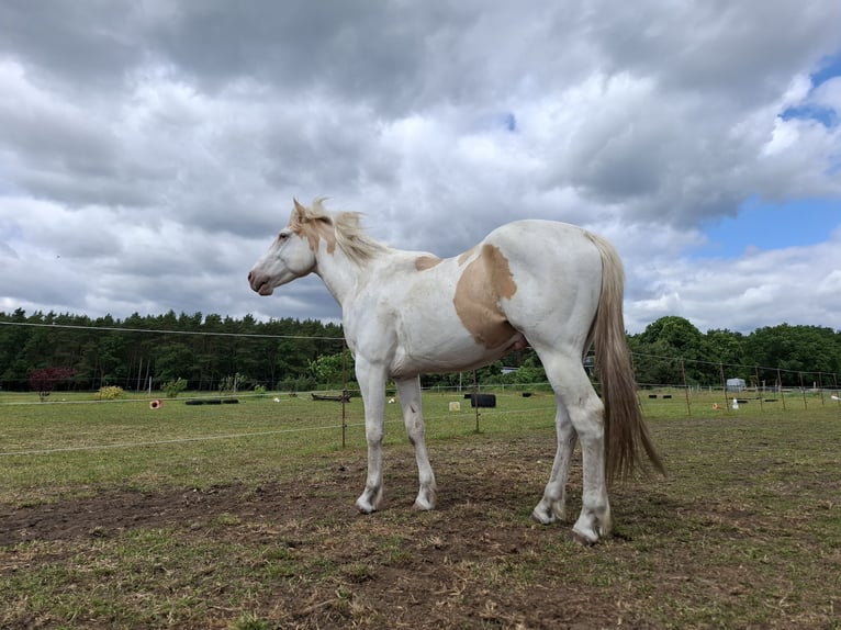 American Paint Horse Semental 3 años 156 cm Tovero-todas las-capas in Nostorf