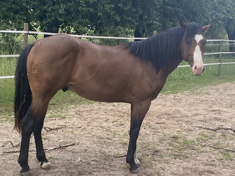 American Paint Horse Semental 3 años 160 cm Overo-todas las-capas in Schillingsfürst