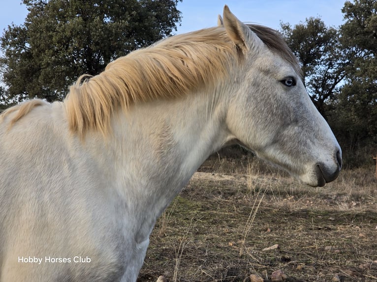 American Paint Horse Semental 3 años 175 cm Cremello in Navahermosa