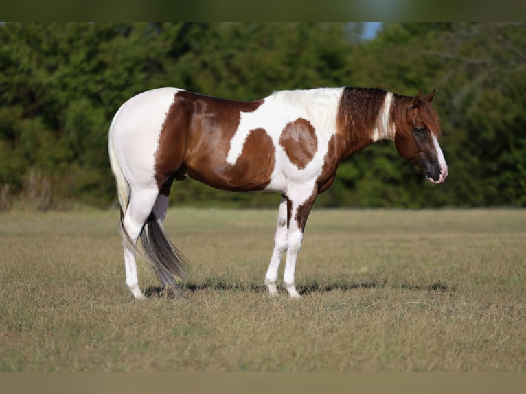 American Paint Horse Semental 3 años Pío in Mount Vernon