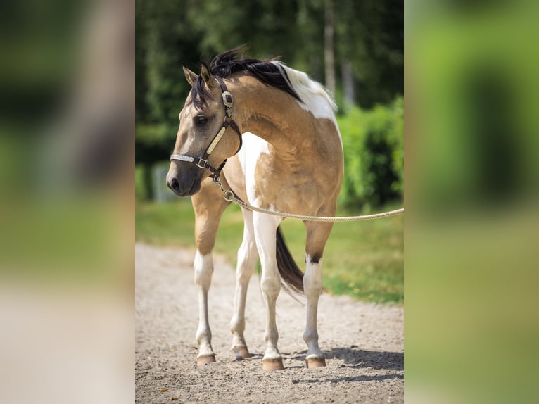 American Paint Horse Semental 4 años 145 cm Buckskin/Bayo in Escholzmatt