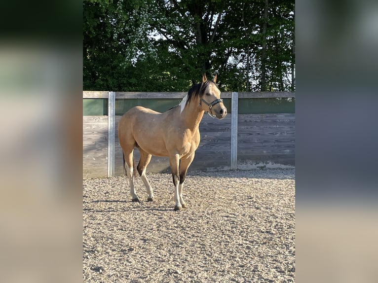 American Paint Horse Semental 4 años 148 cm Buckskin/Bayo in Bad Wurzach